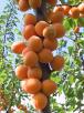 Click for 1 image(s) for this accession. FRUIT