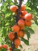 Click for 1 image(s) for this accession. FRUIT