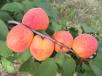 Click for 1 image(s) for this accession. FRUIT