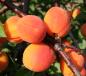 column Fruit