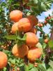 Click for 1 image(s) for this accession. FRUIT