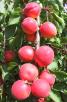 column Fruit