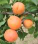 column Fruit