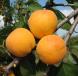 column Fruit