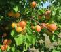 Click for 1 image(s) for this accession. Fruit