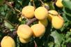 Click for 1 image(s) for this accession. FRUIT