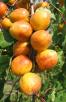 Click for 1 image(s) for this accession. FRUIT