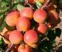 Click for 1 image(s) for this accession. Fruit