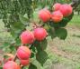 Click for 1 image(s) for this accession. FRUIT