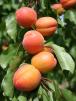 Click for 1 image(s) for this accession. Fruit