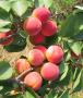 Click for 1 image(s) for this accession. FRUIT