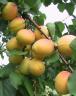 Click for 1 image(s) for this accession. Fruit
