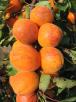 Click for 1 image(s) for this accession. FRUIT