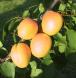 Click for 1 image(s) for this accession. FRUIT