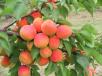 Click for 1 image(s) for this accession. FRUIT