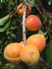 Click for 1 image(s) for this accession. FRUIT