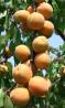Click for 1 image(s) for this accession. Fruit
