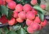 Click for 1 image(s) for this accession. FRUIT