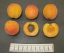 Click for 1 image(s) for this accession. FRUIT