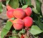 Click for 1 image(s) for this accession. Fruit