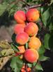 Click for 1 image(s) for this accession. FRUIT