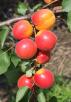 Click for 1 image(s) for this accession. FRUIT