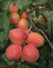 Click for 1 image(s) for this accession. FRUIT