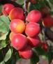 Click for 1 image(s) for this accession. FRUIT