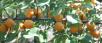 Click for 1 image(s) for this accession. Fruit