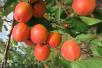 Click for 1 image(s) for this accession. Fruit
