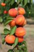 Click for 1 image(s) for this accession. FRUIT
