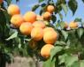 Click for 1 image(s) for this accession. FRUIT
