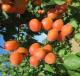 Click for 1 image(s) for this accession. Fruit