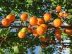 Click for 1 image(s) for this accession. Fruit