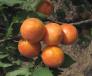 Click for 1 image(s) for this accession. Fruit