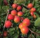 Click for 1 image(s) for this accession. Fruit