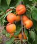 column Fruit