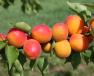 Click for 1 image(s) for this accession. FRUIT