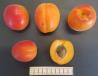 Click for 2 image(s) for this accession. FRUIT