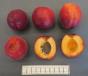 Click for 1 image(s) for this accession. FRUIT
