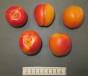 Click for 1 image(s) for this accession. FRUIT