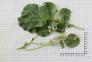Click for 1 image(s) for this accession.