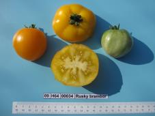 Click for 1 image(s) for this accession.