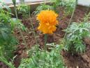 column INFLORESCENCE