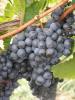 Click for 4 image(s) for this accession. Fruit