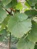 column Leaves