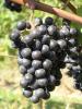 Click for 2 image(s) for this accession. Fruit