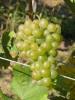Click for 2 image(s) for this accession. Fruit