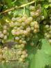 Click for 2 image(s) for this accession. Fruit