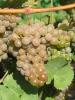Click for 4 image(s) for this accession. Fruit